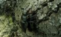 Lucanus cervus